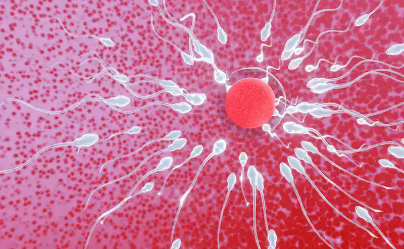 Sperm in Female Reproductive System